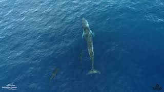 FIN WHALE and FALSE KILLER WHALES [upl. by Wendell]