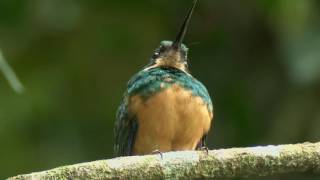 Rufous Tailed JacamarA Skilled Insect Hunter [upl. by Gagliano]