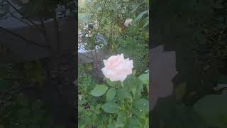 Can you grow roses in Tampa metro [upl. by Dillie]