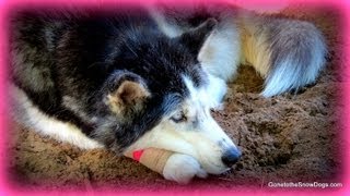 Siberian Husky Oakley hurt her paw FAN FRIDAY 113 [upl. by Annavoj]