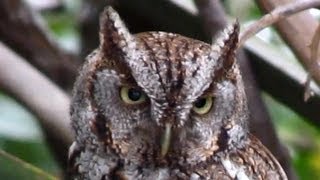 Owl Rotates Head For 360 Degree Vision [upl. by Nosliw260]