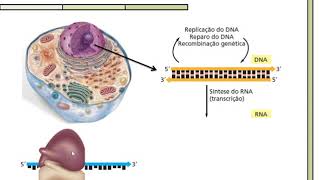 BIOLOGIA MOLECULAR 01  Transcrição gênica aspectos gerais [upl. by Crompton]