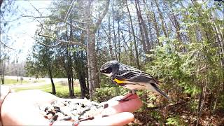 Yellow Rumped Warbler May182020 [upl. by Ellered]