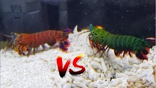 Giant Mantis Shrimp VS SuperRed Mantis Shrimp EPIC BATTLE [upl. by Golub]