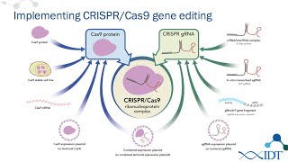 New RNA tools for optimized CRISPRCas9 genome editing [upl. by Aneej]