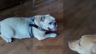 English bulldog Brutus [upl. by Seko]