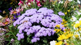 FLOSS FLOWER Ageratum houstonianum [upl. by Anaz]