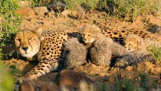 Hungry Cheetah Cubs Need To Eat﻿ ﻿ The Cheetah Family amp Me  BBC Earth [upl. by Anaitsirk334]