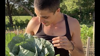 VLOG  Our First Cabbage Harvest [upl. by Neel]