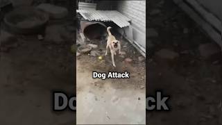 Dog Attack ❌ doglover techintelugu ravitechseries safety [upl. by Clareta85]