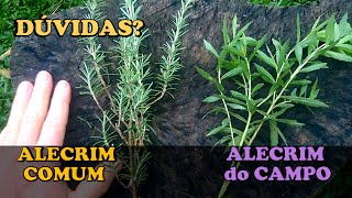 ALECRIM do CAMPO e o ALECRIM comum  RESPONDENDO dúvidas sobre o ALECRIM do CAMPO [upl. by Kliment]