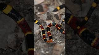 The 8 Most Vibrant Snakes of the USA  Eastern Coral Snake  Part 01 [upl. by Enaira]