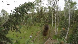 Crazy Bee Swarm [upl. by Kaitlynn163]