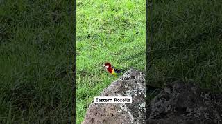 Eastern Rosella nzadventure newzealandnature nature wildlife newzealandtourism [upl. by Balcke]