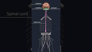 Lumbar spinal stenosis and neurogenic claudication [upl. by Gillett]