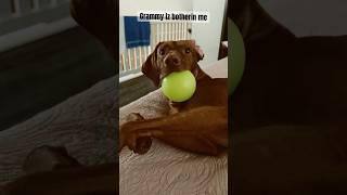 Scout the Vizsla is in his own little world playing with his new ball [upl. by Sina]