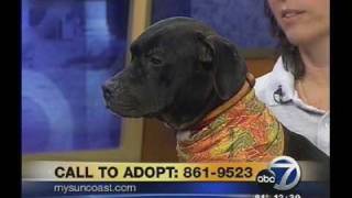 Sarasota County Animal Serivces adoptable pets on WWSB Channel 7 [upl. by Liliane]