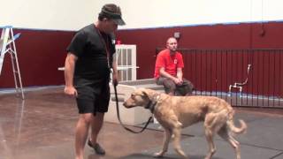 Chesapeake Bay Retriever Dog Problems Episode 2 [upl. by Fowkes]