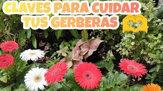 GERBERAS Y SUS CUIDADOS §LIZZ Y SU VIVERO [upl. by Ymmac]