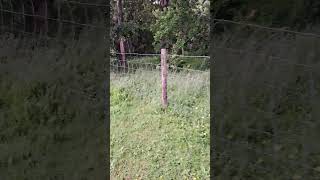 Trio of dogs jumping a fence Bedlington Whippets dogowner jumping nature [upl. by Hanyaz]