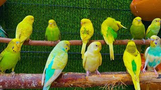 Budgies Singing ASMR 2 Hours of Relaxing Bird Sounds for StressFree Sleep [upl. by Nayrb921]