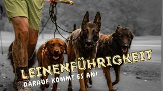 Leinenführigkeit trainieren Was einen gute Leinenführung ausmacht Halte Dich an diese Regeln [upl. by Linders]