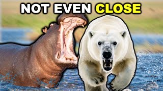 POLAR BEAR vs HIPPO  Not Even Close [upl. by Ettenahc336]