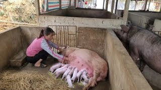 Full video sow gives birth to piglets Maternal instinct of sows do sows love piglets  Ep 294 [upl. by Retxed22]