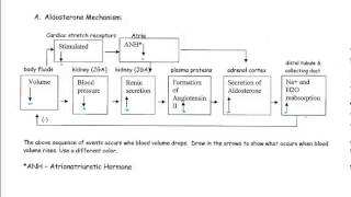 Regulatory Mechanisms of the Kidney [upl. by Cynera992]