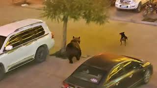 Sheepdog chases bear in Xinjiang China [upl. by Rostand]