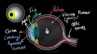 Structure of human eye Hindi  Human eye and the colourful world  Physics  Khan Academy [upl. by Asilec]