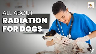 All About Radiation for Dogs  Jenny Fisher [upl. by Nannah954]