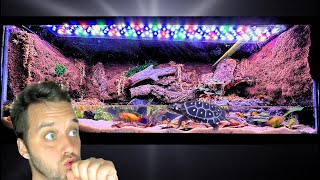 I Turned a 20 Gallon Fish Tank Into a PALUDARIUM [upl. by Tabbatha]