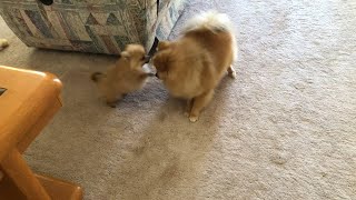 Tiny pomeranian puppies run barking and playing barking cute sounds [upl. by Neda666]