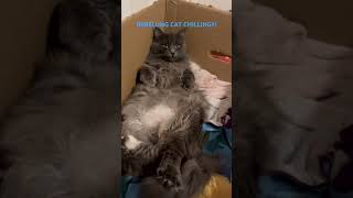 nebelung cat chilling kitten viral cuteanimal [upl. by Leziar]