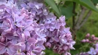 The Common Lilac Syringa Vulgaris [upl. by Aibar218]