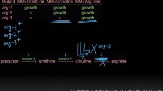 Interactions in Pathways [upl. by Mixam814]