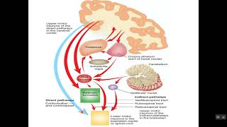 Physiology of pyramidal and extrapyramidal system English Manchester [upl. by Aisya]