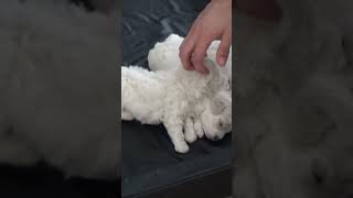 Petting a puppy and its reaction naturalhappenings [upl. by Tertias]