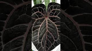 Anthurium ‘Red crystallinum’  Plant profile [upl. by Amein]