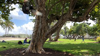 Wild Parrots In Lummus Park Miami Beach  20201129 [upl. by Haliek]