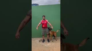 Malinois obedience dogtraining malinois adestramentodecaes cachorros [upl. by Durand]