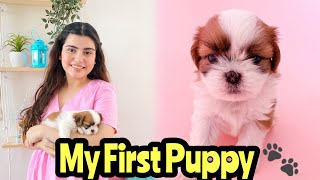 Meet Our New Puppy  Shih Tzu First Day At Home  Cutest Shih Tzu Puppy 🎀 Yashita Rai [upl. by Ennahteb]