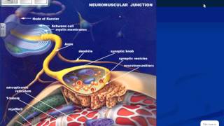 sliding filament theory explana [upl. by Gnouv]