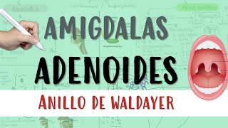 AMIGDALAS ADENOIDES amigdalitis anillodewaldayer tonsilas otorrino otorrinolaringologo [upl. by Halehs363]