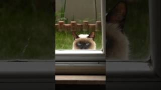 Some cat peeping through my window cat [upl. by Taryne64]