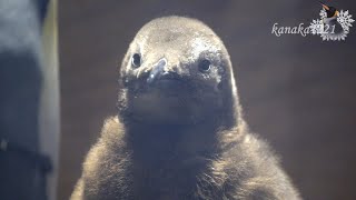 海響館 キングペンギンヒナ！ものすごく大きくなりました！ [upl. by Fairbanks]