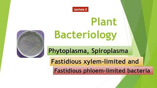 Phytoplasma Spiroplasma FXLB FPLB [upl. by Tima518]