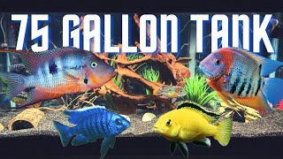 Top 5 Cichlid Tank Setups for a 75 Gallon Aquarium [upl. by Lazes]