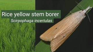 Rice yellow stem borer  Trichogramma  Biological control  Insect pests control insects [upl. by Ellehsyt]